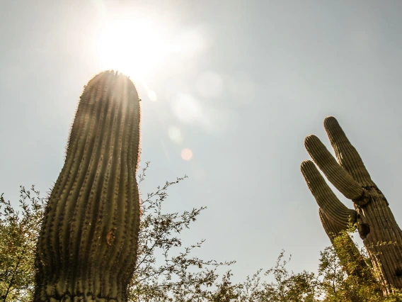cactus sun